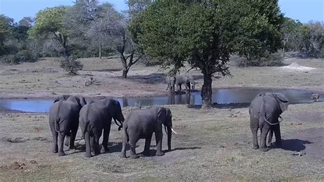 【LIVE】 Webcam Tembe Elefantenpark